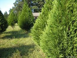 Leyland Cypress 