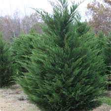 Leyland Cypress tree